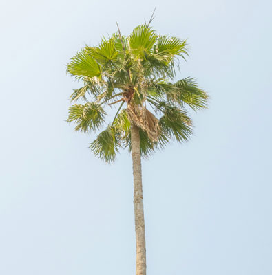 宠物智能照护贴心套餐